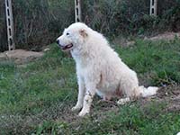 abruzzese mastiff